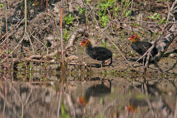 Jeunes Foulque macroule, Fulica atra. (Parc naturel régional de la forêt d'Orient)