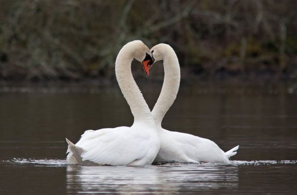 Cygne tuberculé, Cygnus olor. (Lac d'Orient)