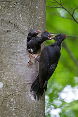 Pic noir, Dryocopus martius. (Nogent-l'Abbesse).