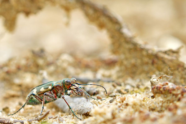  Cicindèle champêtre, Cicindela campestris. (Montpothier)