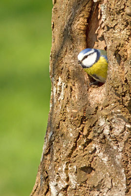 Mésange bleue, Cyanistes caeruleus. (Villemaur-sur-Vanne)