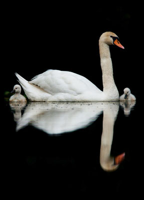 Cygnes tuberculés, Cygnus olor. Affût flottant. (Parc naturel régional de la forêt d'Orient)