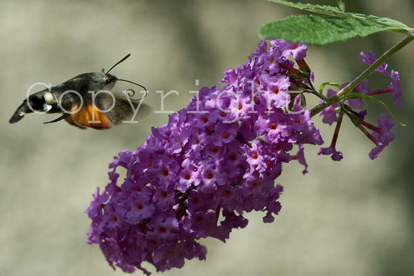 Moro-sphinx, Macroglossum stellatarum. (Les Riceys)