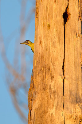 Pic vert, Picus viridis. (Villevenard)