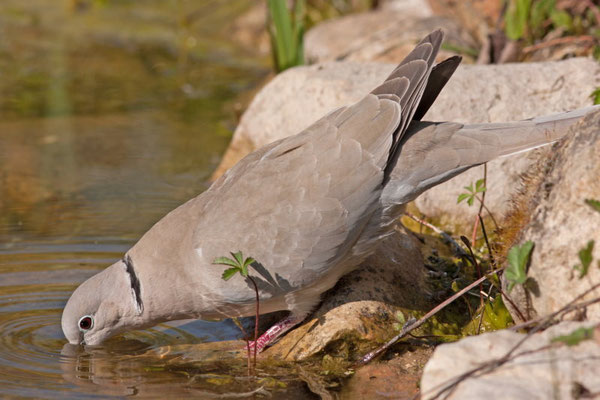 Tourterelle turque, Streptopelia decaocto. (Dierrey-saintJulien)