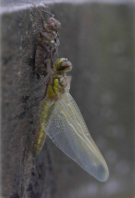 Emergence Anisoptère. (la Chaise)