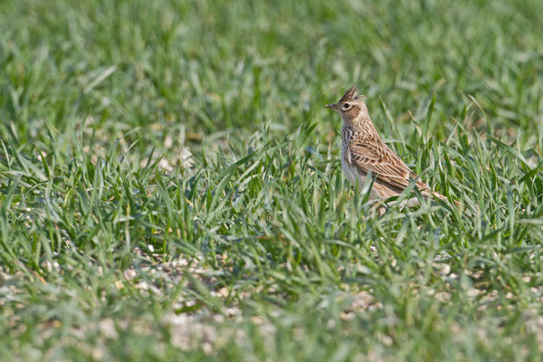 Alouette des champs, Alauda arvensis. (Montchenot)