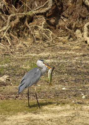 Héron cendré et brochet. Ardea cinerea et Esox lucius (Parc naturel régional de la forêt d'Orient)