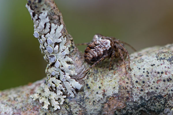 Gibbaranea bituberculata - Epeire à bosse - L'Huitre Mailly 