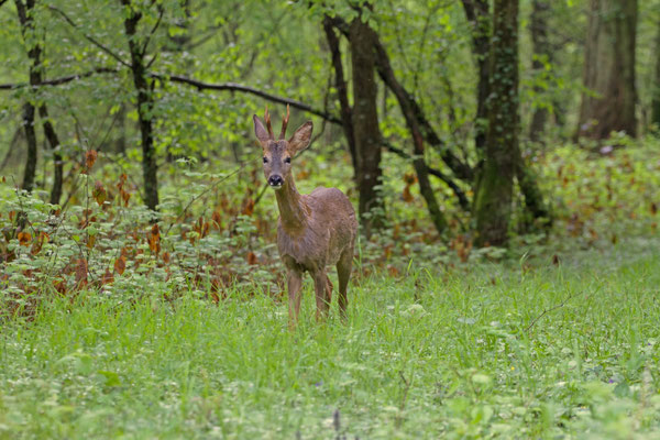 Capreolus capreolus, chevreuil en velours, (Aube).