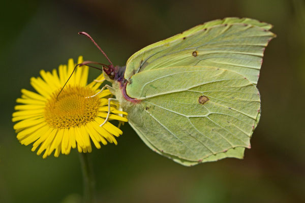 Citron, Gonepteryx rhamni. (Marais de Saint-Gond)