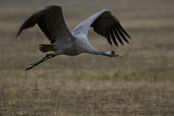 Grues cendrées, Grus grus. (Saint-Remy-en-Bouzemont-Saint-Genest-et-Isson)