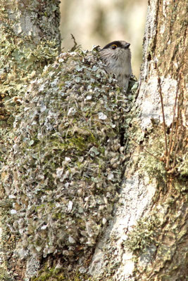 Mésange à longue queue, Aegithalos caudatus. (Parc naturel régional de la forêt d'Orient)