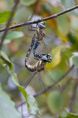 aeshna mixta. (Marais de Saint-Gond)