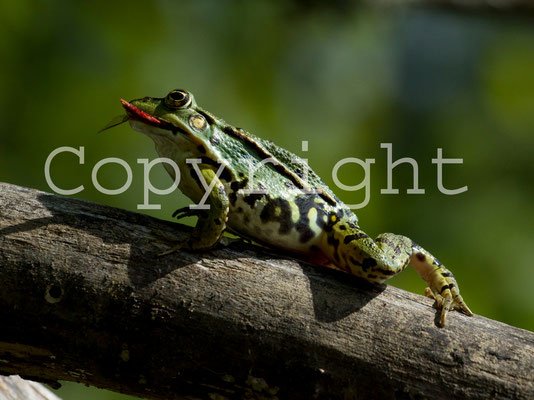 Grenouille verte, Rana esculenta. (Parc naturel régional de la forêt d'Orient)