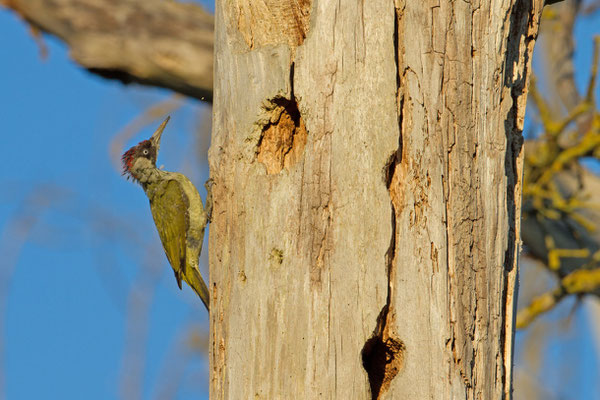 Pic vert, Picus viridis. (Villevenard)