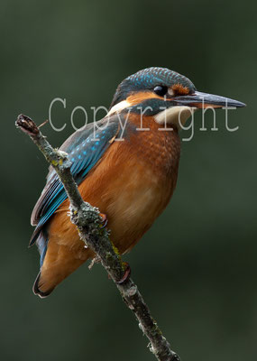 Martin pêcheur, Alcedo atthis  (femelle) affut flottant. (Parc naturel régional de la forêt d'Orient)