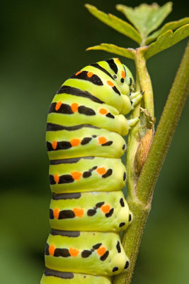 Machaon ou Grand porte-queue, Papilio machaon. (Dierrey-Saint-Julien)