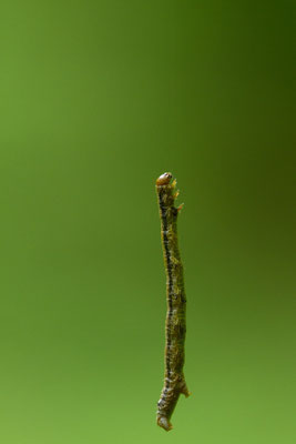 Chenille suspendue à son fil de soie, à déterminer. (Parc naturel régional de la Forêt d'Orient)