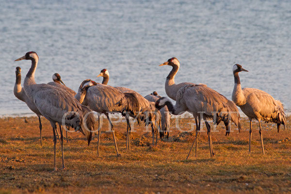 Grues cendrées. Grus grus. (Lac d'Orient).