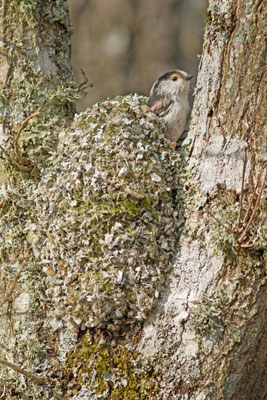  Mésange à longue queue, Aegithalos caudatus. (Parc naturel régional de la forêt d'Orient)