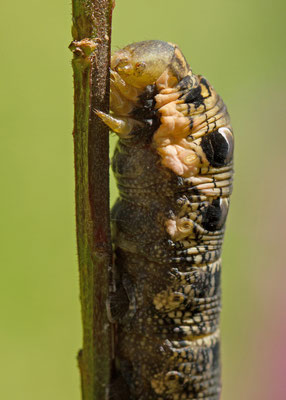 Grand sphinx de la vigne, Deilephila elpenor. (Maison du parc, PNRFO).