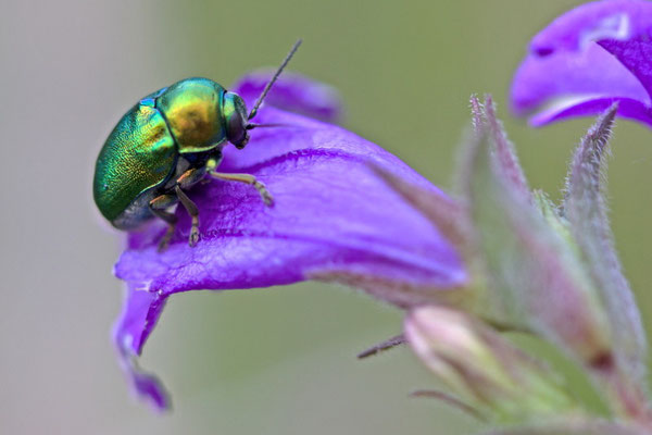 Chrysomèle fastueuse, Chrysolina fastuosa.