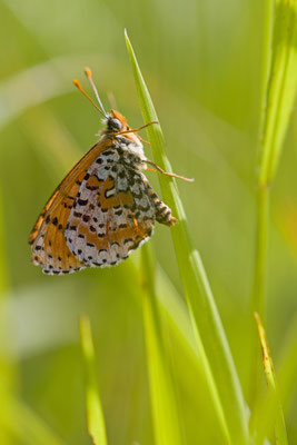 La Mélitée orangée ou Damier orangé, Melitaea didyma.