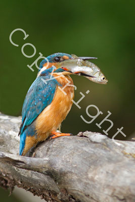 Martin-pêcheur d'Europe, Alcedo atthis. (Lac de la forêt d'Orient).