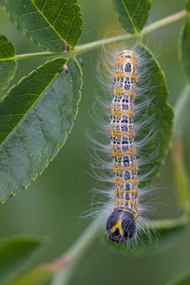 La Bucéphale, Phalera bucephala. (Barbonne-Fayel)