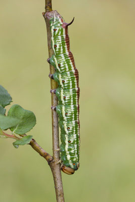 Le Sphinx du pin, Hyloicus pinastri. (Barbonne-Fayel)