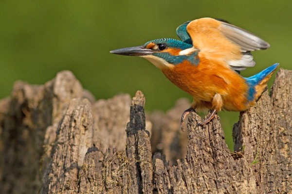 Martin pêcheur, Alcedo atthis. Affût flottant  (Parc naturel régional de la forêt d'Orient)