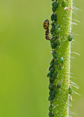 Fourmis récoltant le miellat. (Lusigny-sur-Barse.)