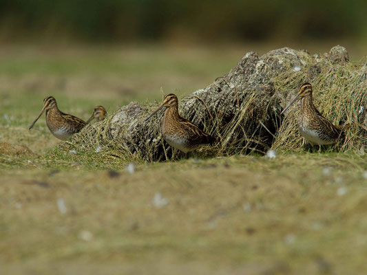 Becassines des marais, Gallinago gallinago. (lac d'Orient, anse de Jolivet)