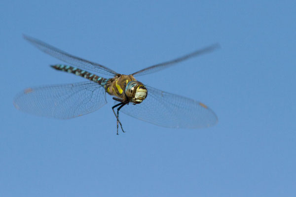 aeshna mixta. (Marais de Saint-Gond)