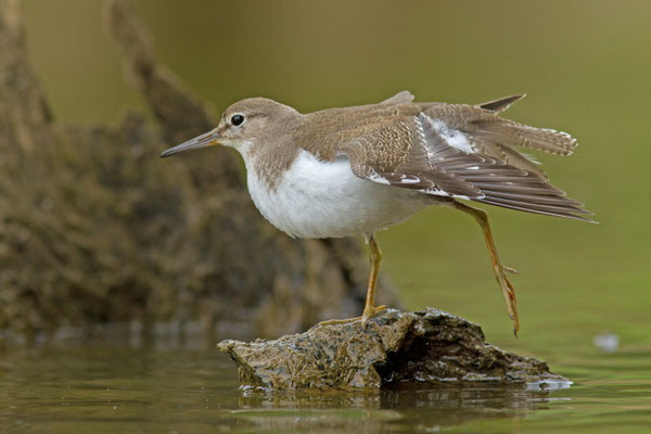 Chevalier guignette, Actitis hypoleucos. (Lac du temple, étang de Frouasse).