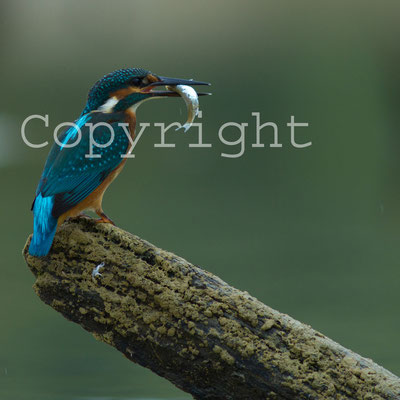 Martin pêcheur, Alcedo atthis. Affût flottant (anse de Jolivet, lac d'Orient)