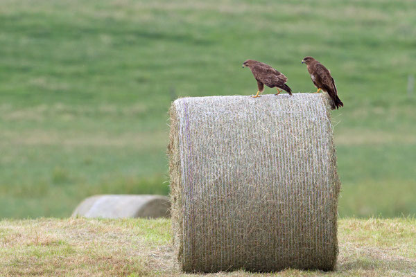 Buse variable, Buteo buteo. (Ardennes) 