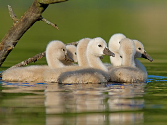 Cygne tuberculé, Cygnus olor. (Lac d'Orient)