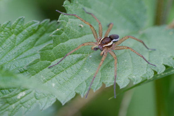 Dolomède des marais, Dolomedes fimbriatus. (Haute-Marne)