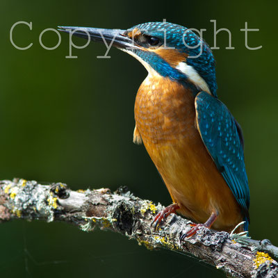 Martin-pêcheur d'Europe, Alcedo atthis. (Lac du temple).