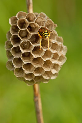 Polistes nimpha. (Villemaur-sur-Vannes)