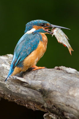 Martin pêcheur, Alcedo atthis. Affût flottant  (Parc naturel régional de la forêt d'Orient)