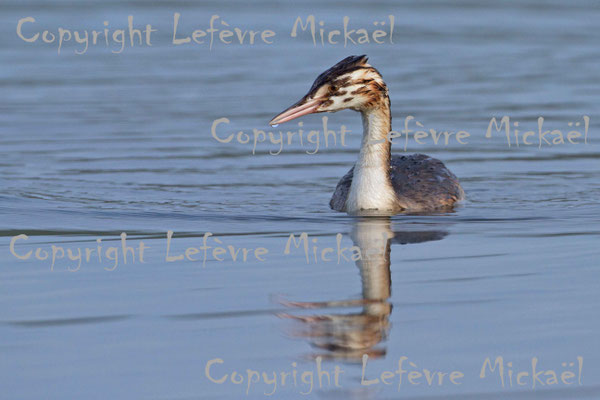 Grèbe huppé, Podiceps cristatus. (Aisne)