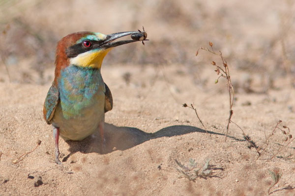 Guêpier d'Europe, Merops apiaster. (Porticcio)