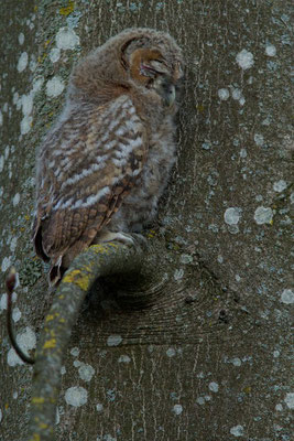 Chouette hulotte. Strix aluco.  (Parc de l'espace Boeswildald, Nogent sur Seine).