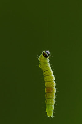 La Tordeuse verte du chêne, Tortrix viridana. (Parc naturel régional de la Forêt d'Orient)