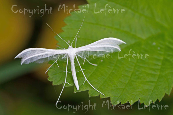 Ptérophore blanc, Pterophorus pentadactylus. (Marais de Reuves)