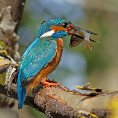 Martin pêcheur, Alcedo atthis. Affût flottant  (Parc naturel régional de la forêt d'Orient)