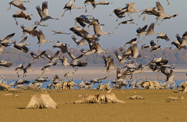 Grue cendrée, Grus grus. (Lac du Der).